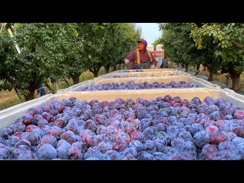 Vídeo: Plantar prunes a la primavera. Pruna: cura i cultiu