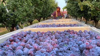 Picking Billions Of Plums In California  Prunes Production Process