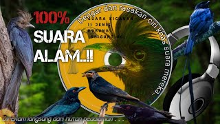 KENALI SUARA KICAUAN 11 JENIS burung SRIGUNTING Hutan