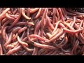 Catch Worms My Way!! without digging, dish soap, walnuts, electricity, etc. | Earthworms