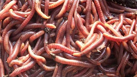 Catch Worms My Way!! without digging, dish soap, walnuts, electricity, etc. | Earthworms - DayDayNews