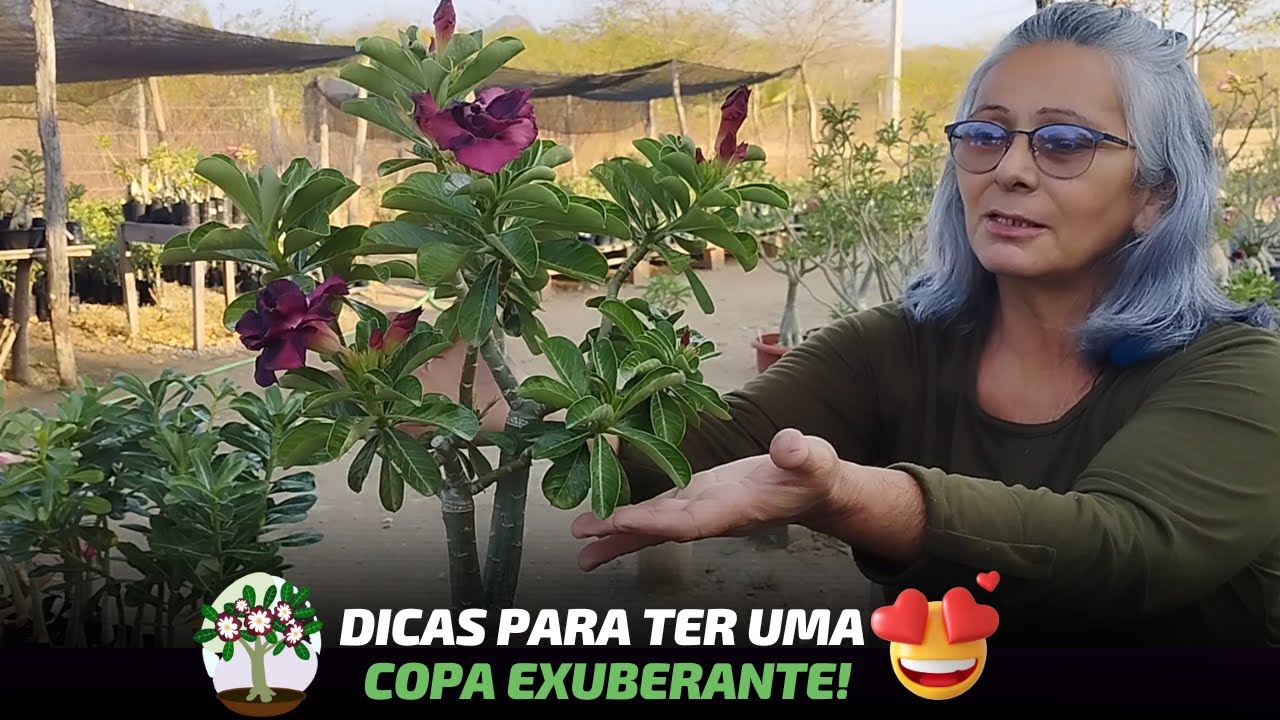 🌸✂️ Poda Mágica: Transformando Sua Rosa do Deserto em Beleza!
