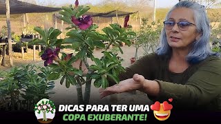 ✂ Poda Mágica: Transformando Sua Rosa do Deserto em Beleza!