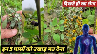 इन 5 'घास' को उखाड़ने की गलती मत करना! 🚫 जिसे कूड़ा समझते हो, वो 'सोना' है | 5 Magic Weeds