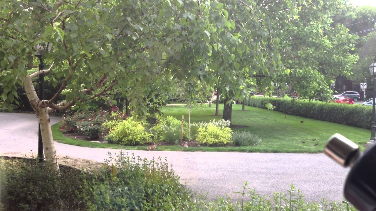 Bunnies hopping/jumping outside Reed House Dickinson YouTube