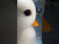 案外落ち着いているアヒルの性格