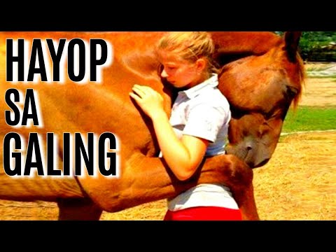 Video: May Talino Ba Ang Mga Hayop?