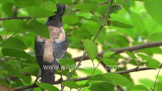 Rosy Starling pays a visit in Delhi 's Spring time