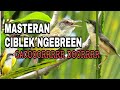 Masteran Ciblek Full Emosi Isian Rapat Nembak Pedas Cuk Mp3 - Mp4 Download