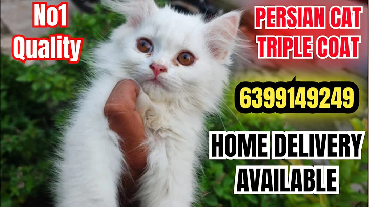 Watch the video about 🔥CUTE PERSIAN KITTEN BABY FOR SALE #catlife #catlovers #trendingnow #petgoals #viralcats #catworld