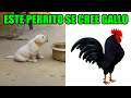 8 Animales Fingiendo Ser Otros Animales