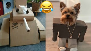 Funny animals 2022 | Adorable cats and dogs 2022 | Best Funny Animal Videos 2022 🤣😂