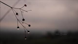 (background video) tetesan air hujan,,