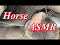 ASMR 子馬吸飲音（音量注意）【乗馬・馬術】ASMR forl sound【HorseCommunicationJapan】