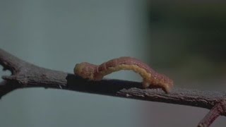 Why are there floating caterpillars all over Central Texas? I FOX 7 Austin