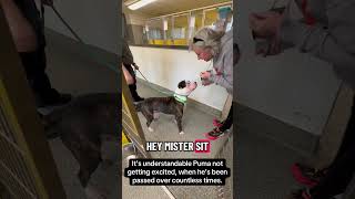 Medical Dog Finds Foster and Leaves Shelter!
