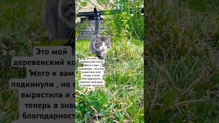 За каждое кормление кошки 🐈‍⬛ Аллах приумножает ваш Барякат 🤲🏽#alhamdulillah