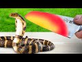 EXPERIMENT : Glowing Knife To 1000 Degrees Vs Snake Cobra