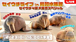 《鳥羽水族館》セイウチ4頭大集合スペシャル！セイウチライブin鳥羽水族館