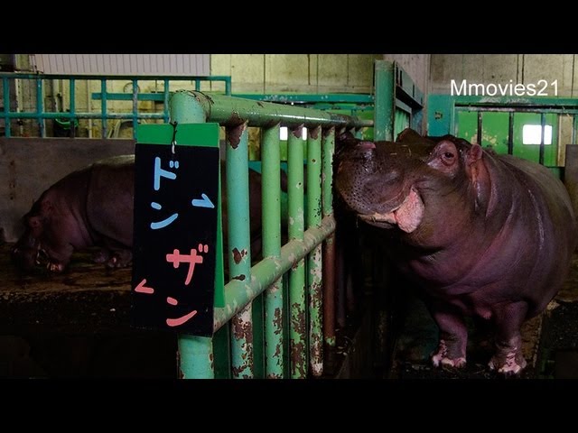 カバの鳴き声