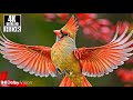 Ultimate Nature Documentary in 4K HDR™ 60FPS | Wildlife, Birds, Underwater Life &amp; Scenic Landscapes