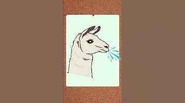 Le Lama Ne Crache Pas De La Salive 