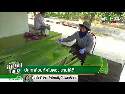 ปลูกกล้วย ตัดใบตอง รายได้ดี |  080361 |  ข่าวเช้าไทยรัฐ