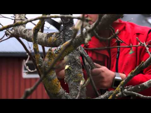 Video: Hvordan Sprøyte Frukttrær Om Høsten