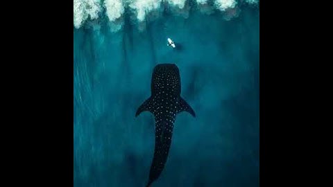 لَّاۤ إِلَـٰهَ إِلَّاۤ أَنتَ سُبۡحَـٰنَكَ إِنِّی كُنتُ مِنَ ٱلظَّـٰلِمِینَ[سورة الأنبياء 87] ❤️