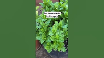 How to grow mint at home | How to grow mint from cuttings | Plant care tips #plantpropagation #viral