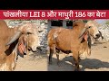 Pankhaliya bull ka beta Madhuri no bull ansuya Gir Gaushal manavader Gujarat