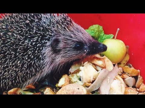 Video: Is It Possible To Give A Hedgehog Milk