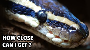 Macro Lens for Snake Photography  - Panasonic Lumix G Macro 30mm f 2.8 Test Footage