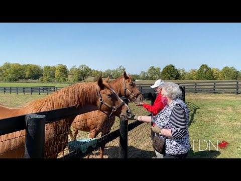 Video: Hjälpa pensionerade rashästar hitta nya liv
