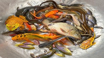 Kem Chanel lái công nông bắt con cá, cá chép, cá trê cảnh, cá bơn, cá cờ, cá mập, săn sắt, con cua.