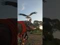 Today's Training,Failed Landing#Eagle #BirdOfPrey #Birds #Animals #Nature #Fypシ゚viral