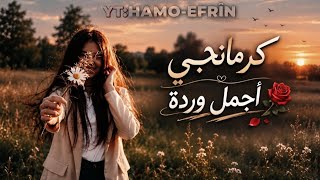 كرمانجي أجمل وردة      النسخة العربية  للأغنية الكردية المشهورة   ترند  أنا ودي أشوفك           سمعها