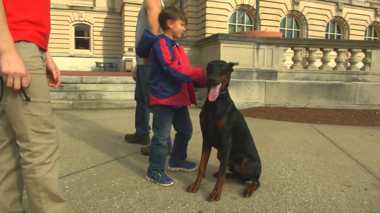 giant schnauzer for sale Super Doberman