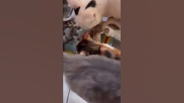 Please wait to scroll 🥹🙏 ask you kindly to help me make a donation for cats food #help #helpcats