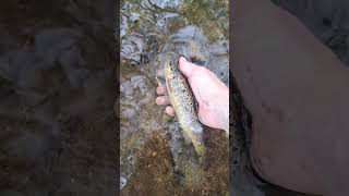 Pêche a la truites fario #truite #fishing #fish #2026 #fishinglife