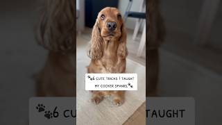 Whats your favorite? #dog #cockerspaniel #tricks #dogtricks #cute #learning