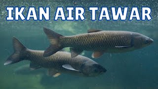 5 Types of Fish That Live in Fresh Water