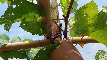 So sánh chất lượng ra Hoa của 2 cách tạo cành Chính và cành Nách#CậuTưVlog#chuyên cây nho#0902864119