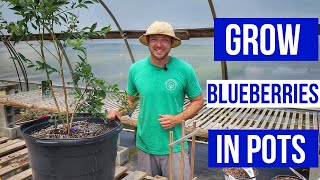 How To Grow Blueberries In Pots Simple And Easy Care Tips