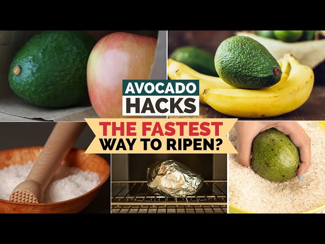 Avocado Ripe Fast How To Ripen Avocados Faster