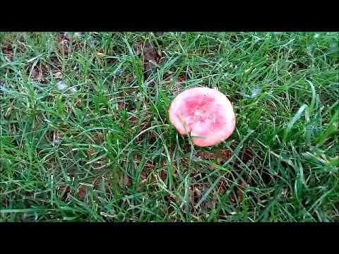 Video: Fly Agaric Və Ya Amanita Franchetii Necə Tanınır