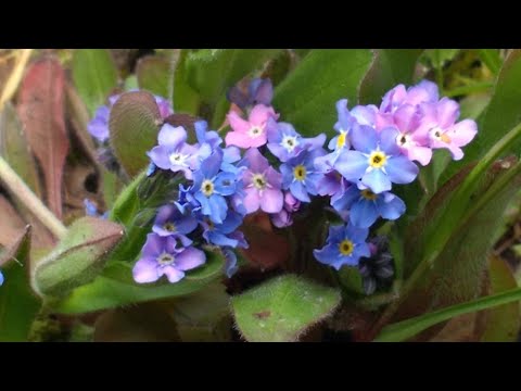 Vídeo: Rosa Del Nord, Viver De Plantes Ornamentals