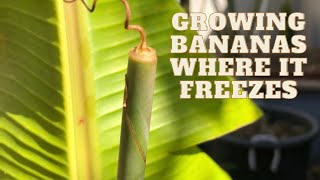 Backyard Banana Growing After a Freeze | Pruning and Fertilizing