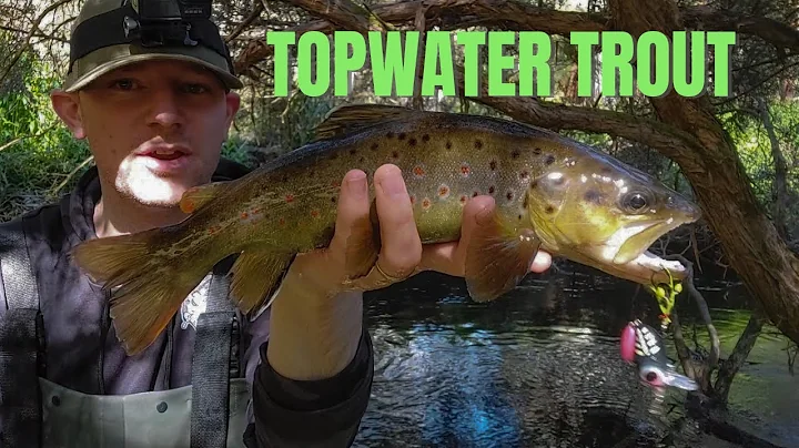 Trout fishing Victoria, Brown trout of the surface.