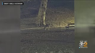 Coyote Spotted In Central Park Early Saturday Morning